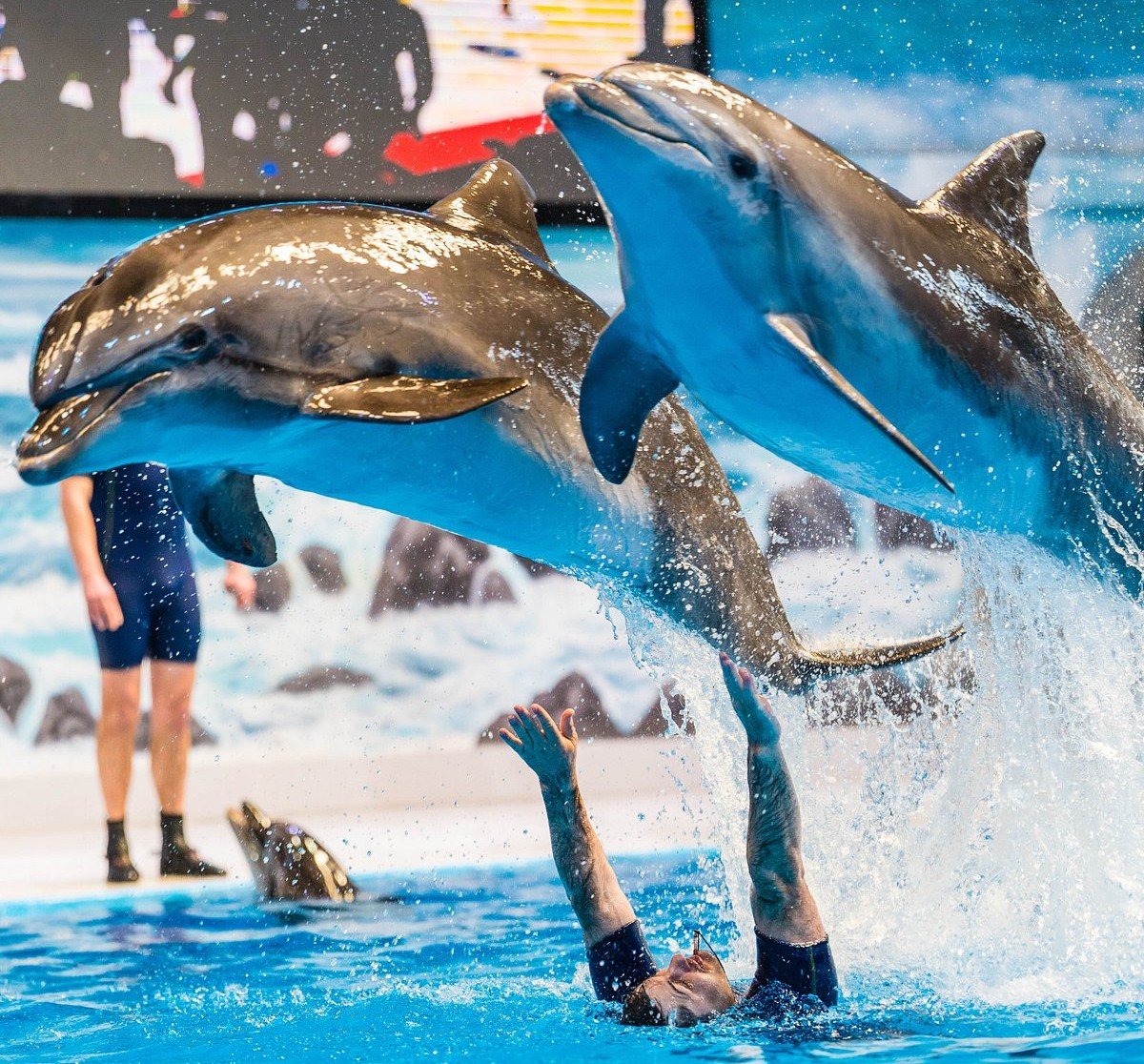 Dolphin Show Dubai