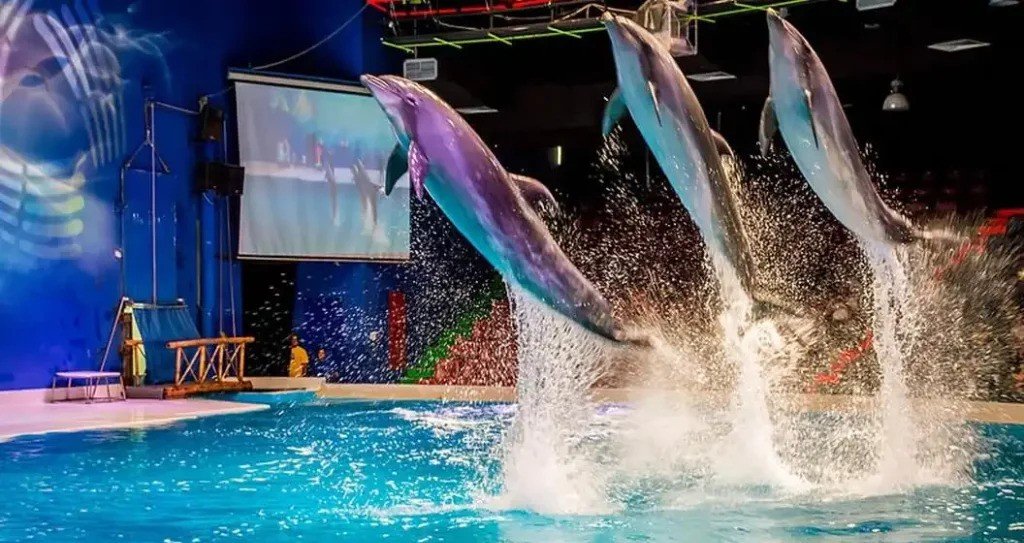 Dolphin Show Dubai