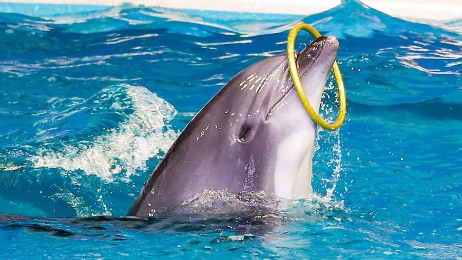 Dolphin Show Dubai