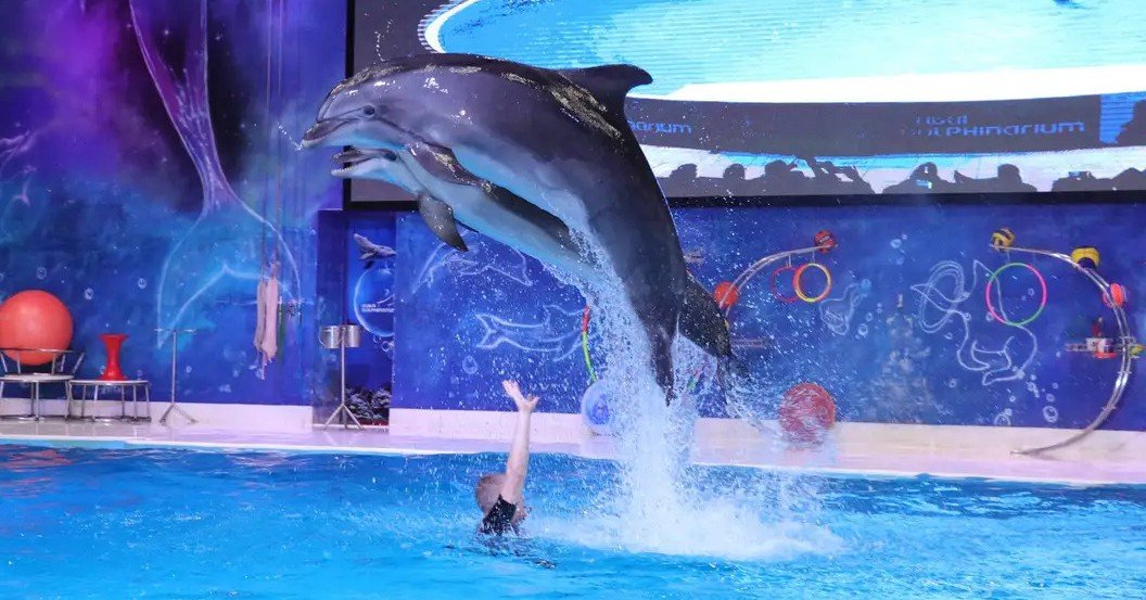 Dolphin Show Dubai