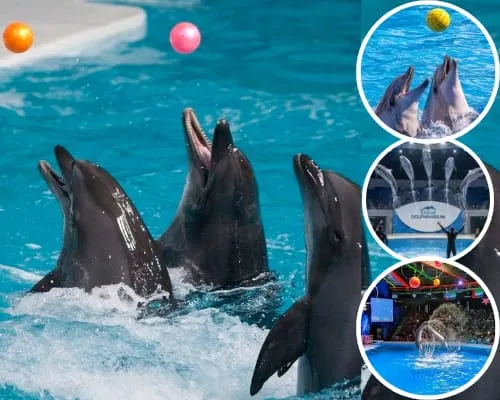 Dolphin Show Dubai
